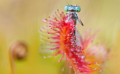 Nahuli ni Rosyanka ang isang dragonfly