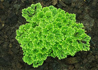 Bush ng Selaginella