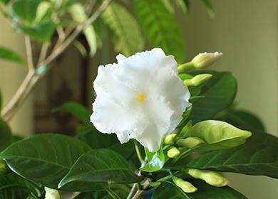 Namumulaklak na indian carnation