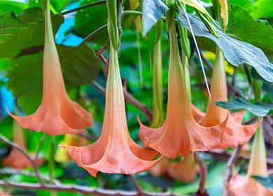 Mga bulaklak ng Brugmansia