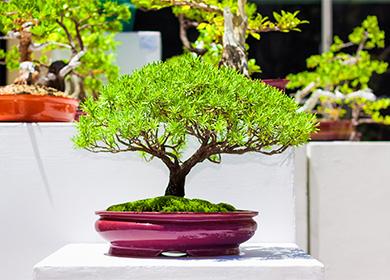 Punong Bonsai