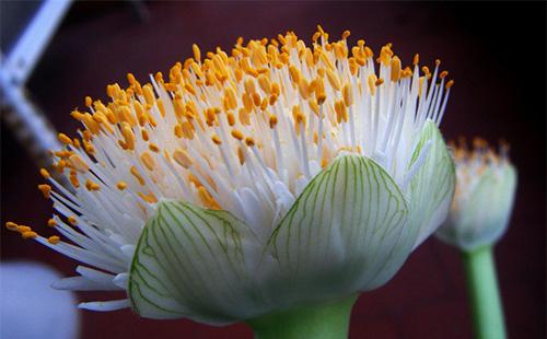 Hemanthus bulaklak