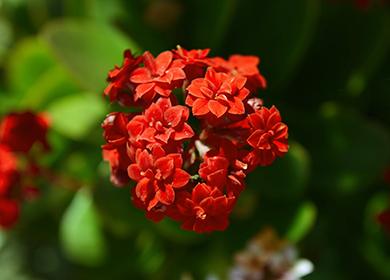 Pulang Kalanchoe Flower