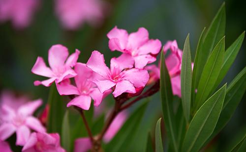 Mga bulaklak ng oleander ordinary