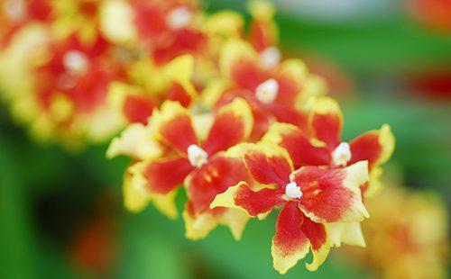 Spring namumulaklak dilaw-pula oncidium