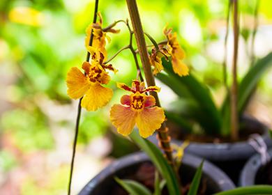 Mga dilaw na bulaklak na orchid na tigre