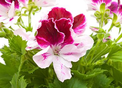 Maliwanag na bulaklak ng pelargonium malaki ang bulaklak