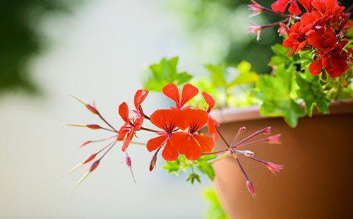 Ampelic pelargonium sa isang palayok na luad