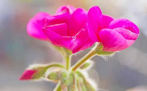 Mga pink na petals ng malalaking bulaklak na pelargonium