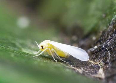 Whitefly insekto