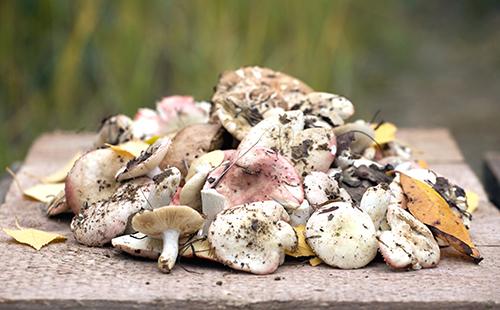 Russula sa mesa