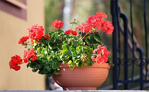 Potted geranium