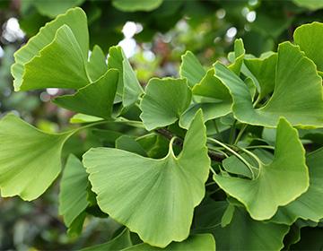 Halaman ng Ginko biloba