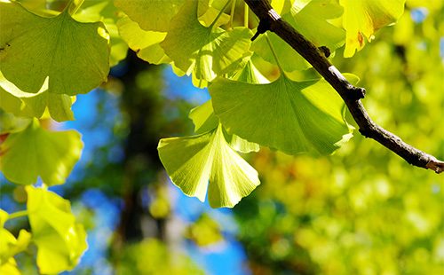 Dahon ng Ginko Biloba