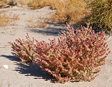 Solyanka hill shrub