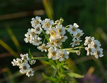 Yarrow Inflorescence