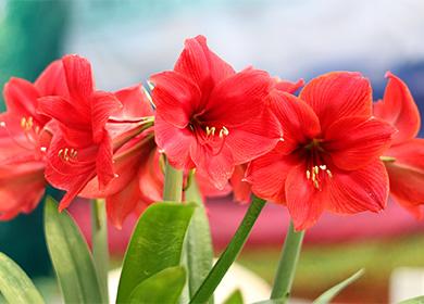 Mga bulaklak ng Amaryllis