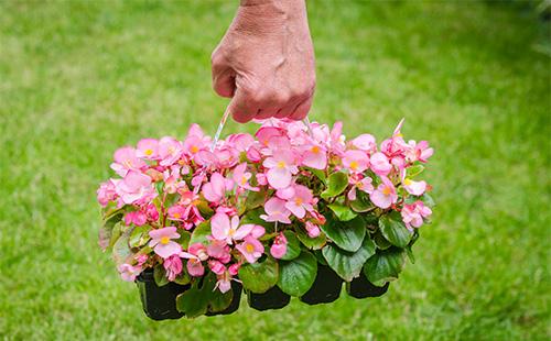 Begonia flowerpot sa mga kamay