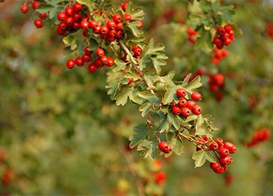 Sanga ng mga berries sa hawthorn