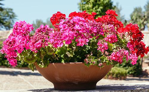 Pelargonium sa isang palayok