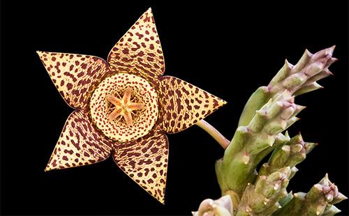 Stapelia bulaklak