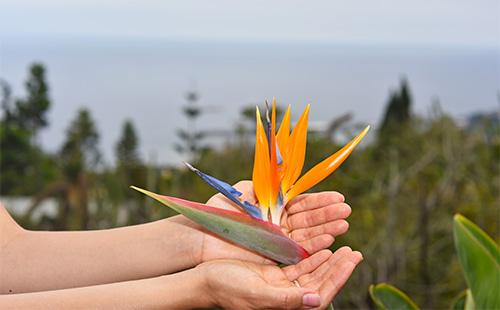 Strelitzia bulaklak sa mga kamay