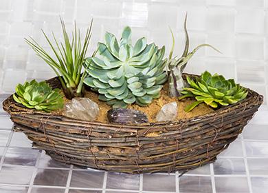 Echeveria sa isang wicker pot