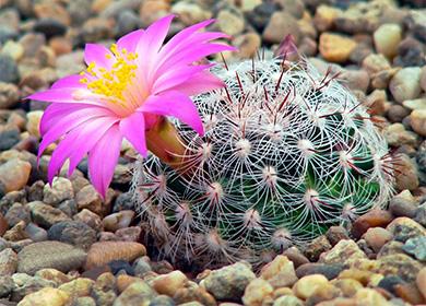 Cactus bulaklak