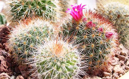 Mammillaria na may bulaklak