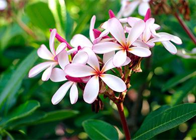 Bulaklak ng Plumeria