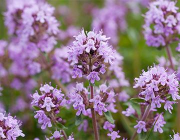 Ang mga bulaklak ng thyme